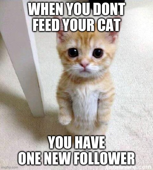 Cute Cat | WHEN YOU DONT FEED YOUR CAT; YOU HAVE ONE NEW FOLLOWER | image tagged in memes,cute cat | made w/ Imgflip meme maker