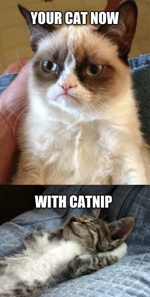 YOUR CAT NOW; WITH CATNIP | image tagged in memes,grumpy cat,sleeping cat | made w/ Imgflip meme maker
