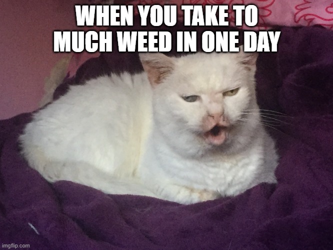 Poggers Cat | WHEN YOU TAKE TO MUCH WEED IN ONE DAY | image tagged in poggers cat | made w/ Imgflip meme maker