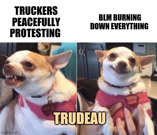 Trudeau says grab your marshmallows. Blm is in town. | BLM BURNING DOWN EVERYTHING; TRUCKERS PEACEFULLY PROTESTING; TRUDEAU | image tagged in angry chihuahua happy chihuahua | made w/ Imgflip meme maker