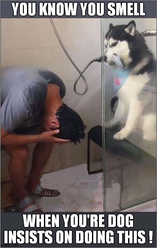 A Dogs Disapproval | YOU KNOW YOU SMELL; WHEN YOU'RE DOG INSISTS ON DOING THIS ! | image tagged in dogs,smelly,shower | made w/ Imgflip meme maker