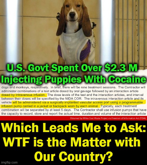 The study follows intense controversy of NIH’s potential role in the creation of COVID-19. Fire Fauci! | U.S. Govt Spent Over $2.3 M 
Injecting Puppies With Cocaine; Which Leads Me to Ask:
WTF is the Matter with 
Our Country? | image tagged in politics,nih,fauci,animal abuse,taxpayer funded,fire fauci | made w/ Imgflip meme maker
