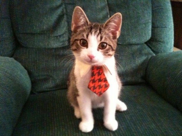 cute cat with red tie Blank Meme Template