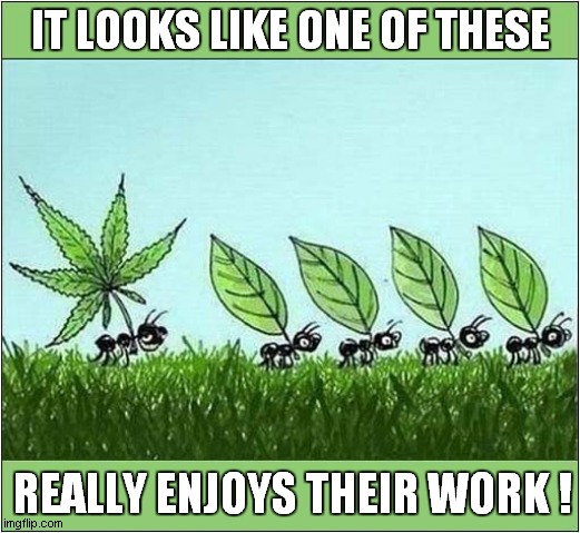 Leaf Cutter Ants | IT LOOKS LIKE ONE OF THESE; REALLY ENJOYS THEIR WORK ! | image tagged in leaf cutter ants,cannabis,work life | made w/ Imgflip meme maker