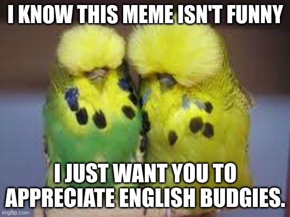 bugrigar (english) | I KNOW THIS MEME ISN'T FUNNY; I JUST WANT YOU TO APPRECIATE ENGLISH BUDGIES. | image tagged in inhaling seagull | made w/ Imgflip meme maker