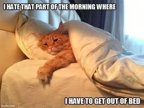As a human, I can confirm it is hard for us as well | image tagged in cats,funny,memes,get out of bed | made w/ Imgflip meme maker