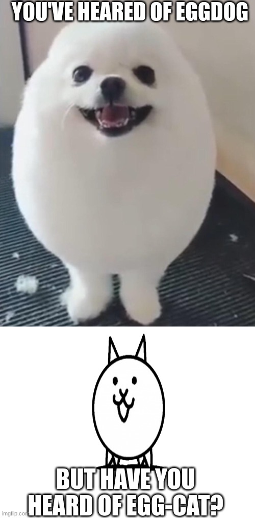 YOU'VE HEARED OF EGGDOG; BUT HAVE YOU HEARD OF EGG-CAT? | image tagged in eggdog,blank white template | made w/ Imgflip meme maker
