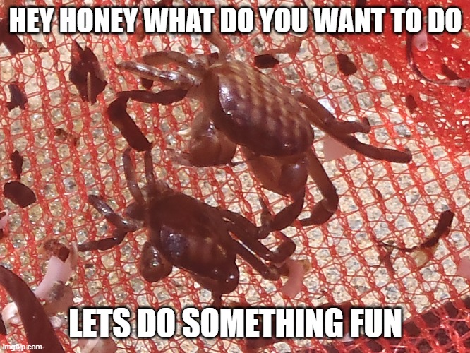 crab meme | HEY HONEY WHAT DO YOU WANT TO DO; LETS DO SOMETHING FUN | image tagged in crabs | made w/ Imgflip meme maker