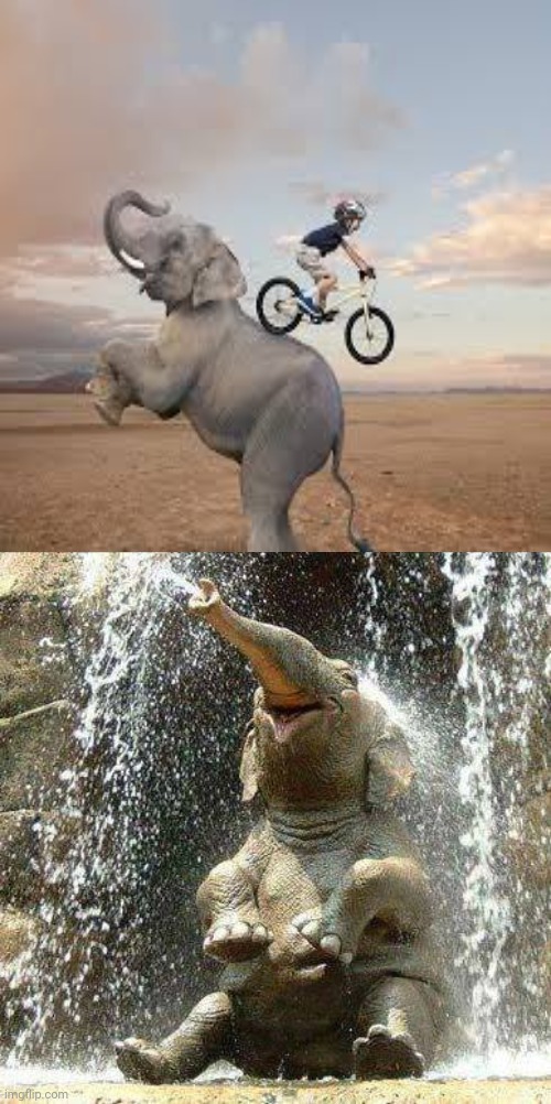 Bike riding the elephant photoshop | image tagged in elephant,elephants,bicycle,bike,memes,photoshop | made w/ Imgflip meme maker