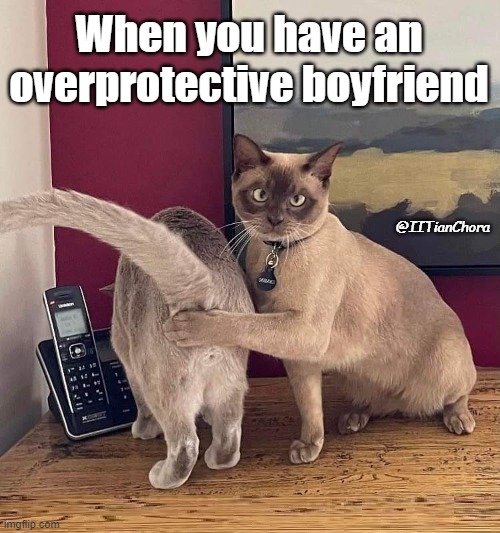 overprotective bf | When you have an overprotective boyfriend; @IITianChora | image tagged in two cats | made w/ Imgflip meme maker