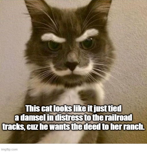 Villian Cat | This cat looks like it just tied a damsel in distress to the railroad tracks, cuz he wants the deed to her ranch. | image tagged in tied to the tracks | made w/ Imgflip meme maker