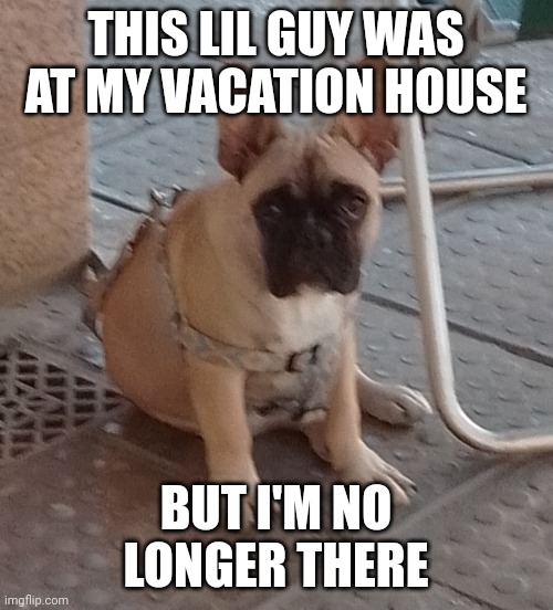 Polo | THIS LIL GUY WAS AT MY VACATION HOUSE; BUT I'M NO LONGER THERE | image tagged in polo | made w/ Imgflip meme maker