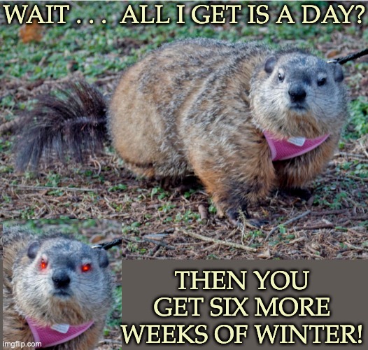 First they have to chuck wood, then they have to forecast the weather . . . |  WAIT . . .  ALL I GET IS A DAY? THEN YOU GET SIX MORE WEEKS OF WINTER! | image tagged in annoyed groundhog,groundhog day,rodents,holidays | made w/ Imgflip meme maker