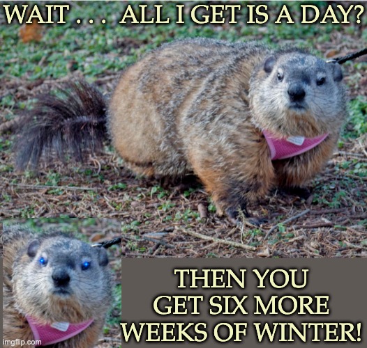 Groundhog's revenge |  WAIT . . .  ALL I GET IS A DAY? THEN YOU GET SIX MORE WEEKS OF WINTER! | image tagged in annoyed groundhog,rodents,cute,groundhog day,holiday | made w/ Imgflip meme maker