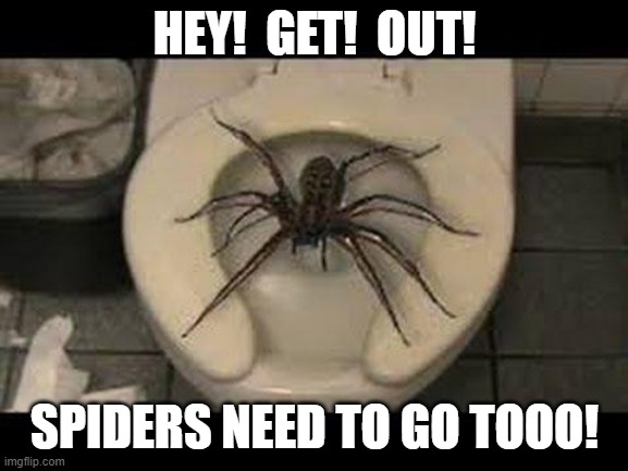 spider toilet | HEY!  GET!  OUT! SPIDERS NEED TO GO TOOO! | image tagged in spider toilet,spider on toilet,toilet spider | made w/ Imgflip meme maker