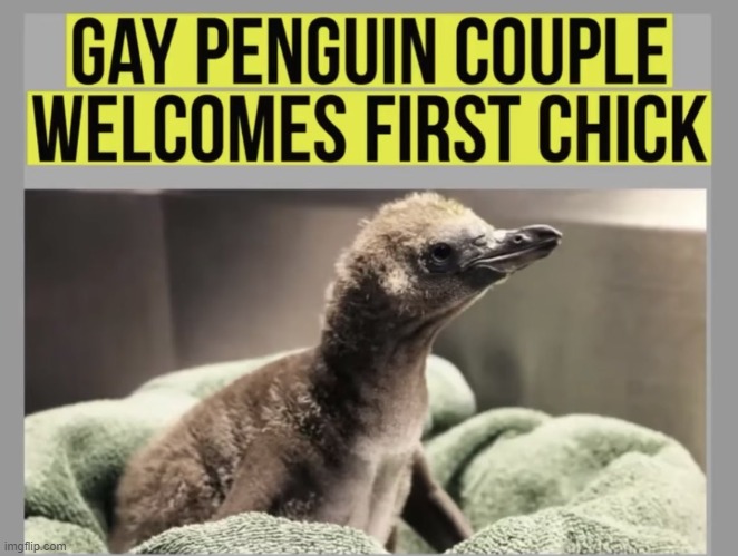 Awww | image tagged in penguin,gay penguin,wholesome | made w/ Imgflip meme maker