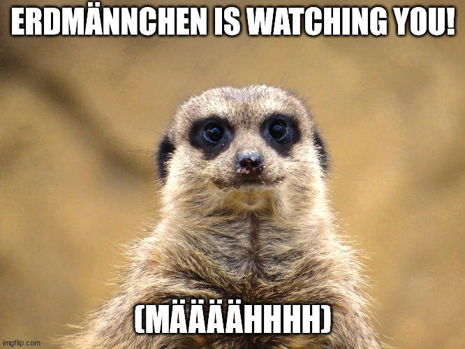 meerkat  is watching you | ERDMÄNNCHEN IS WATCHING YOU! (MÄÄÄÄHHHH) | image tagged in meerkat | made w/ Imgflip meme maker