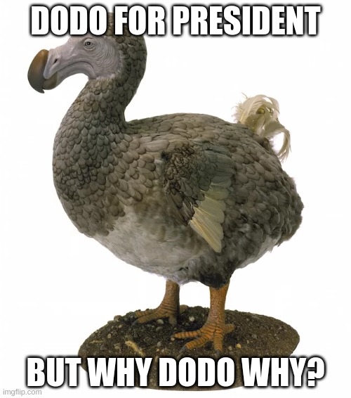 Dodo bird | DODO FOR PRESIDENT; BUT WHY DODO WHY? | image tagged in dodo bird | made w/ Imgflip meme maker