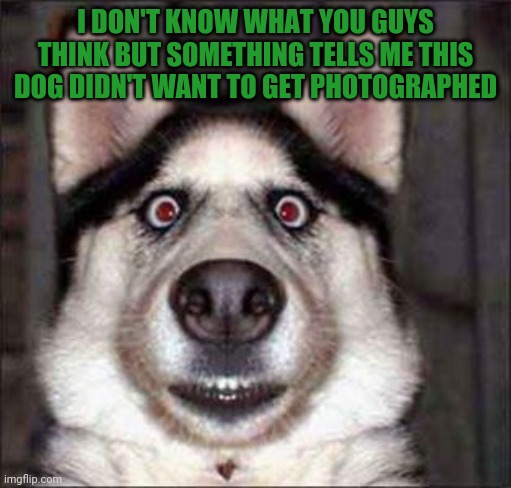 Creepy looking dog | I DON'T KNOW WHAT YOU GUYS THINK BUT SOMETHING TELLS ME THIS DOG DIDN'T WANT TO GET PHOTOGRAPHED | image tagged in dogs,memes,scary,funny,creepy | made w/ Imgflip meme maker