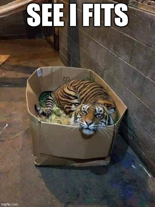 SEE I FITS | image tagged in cats | made w/ Imgflip meme maker