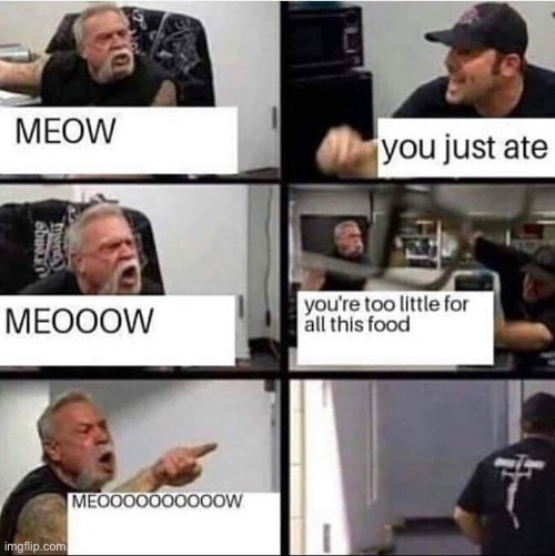 Relatable cat day one | image tagged in cat | made w/ Imgflip meme maker