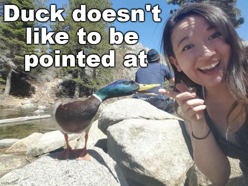 Duck doesn't 
like to be 
pointed at | image tagged in duck | made w/ Imgflip meme maker