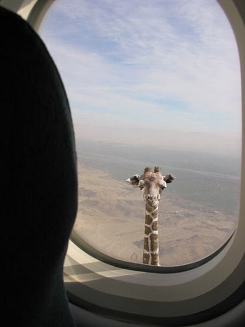 Airplane Giraffe Blank Meme Template