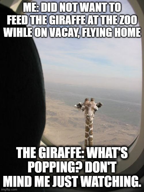 Airplane Giraffe |  ME: DID NOT WANT TO FEED THE GIRAFFE AT THE ZOO WIHLE ON VACAY, FLYING HOME; THE GIRAFFE: WHAT'S POPPING? DON'T MIND ME JUST WATCHING. | image tagged in airplane giraffe,dont mind me just watching,flying giraffe,really tall giraffe,funny giraffe,giraffe | made w/ Imgflip meme maker
