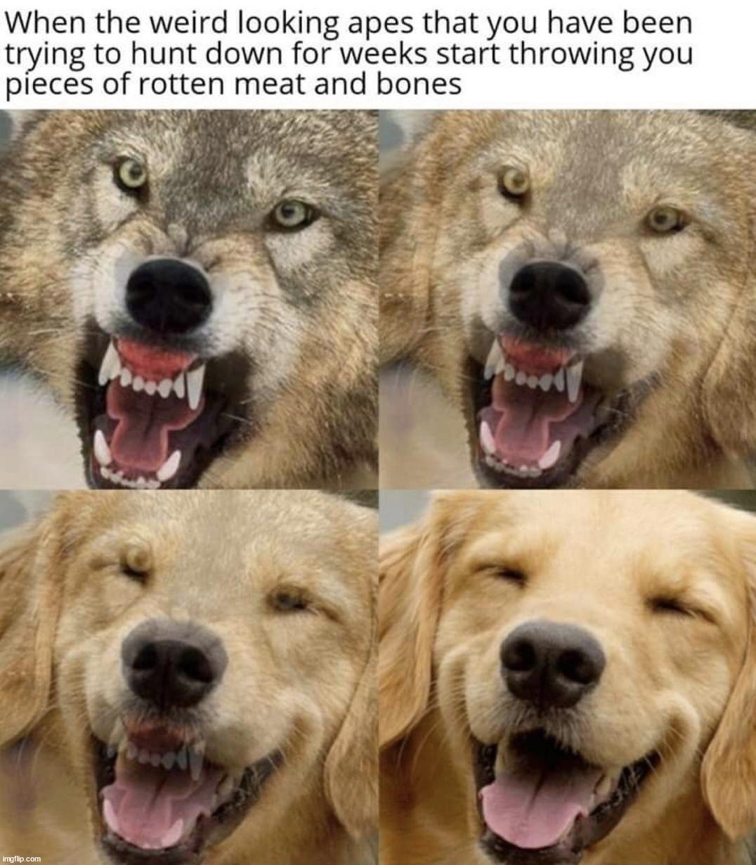 image tagged in dogs | made w/ Imgflip meme maker