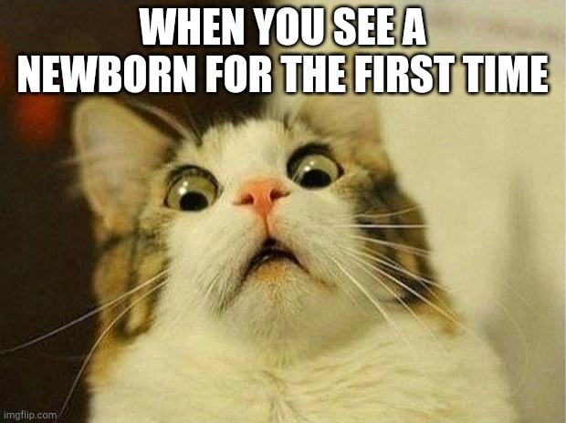 Scared Cat Meme | WHEN YOU SEE A NEWBORN FOR THE FIRST TIME | image tagged in memes,scared cat | made w/ Imgflip meme maker