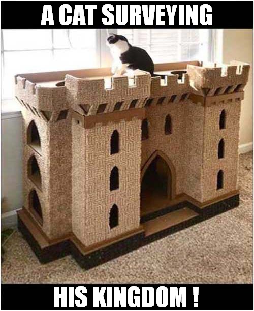 A Cats Castle ! | A CAT SURVEYING; HIS KINGDOM ! | image tagged in cats,castle,kingdom | made w/ Imgflip meme maker