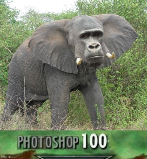 Elephant Kong photoshop | image tagged in photoshop 100,photoshop,funny,memes,meme,elephant | made w/ Imgflip meme maker