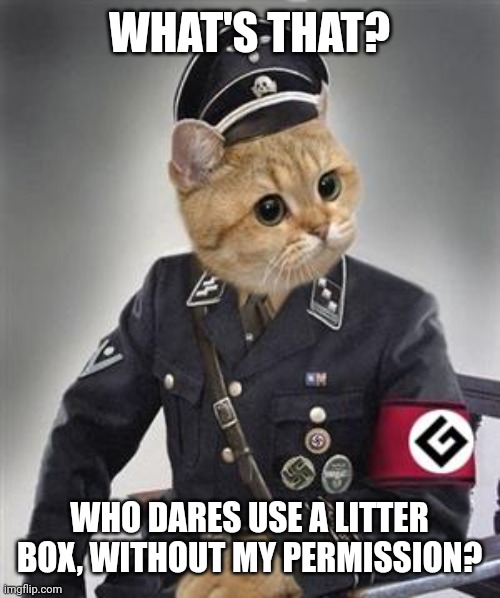 Grammar Nazi Cat | WHAT'S THAT? WHO DARES USE A LITTER BOX, WITHOUT MY PERMISSION? | image tagged in grammar nazi cat | made w/ Imgflip meme maker