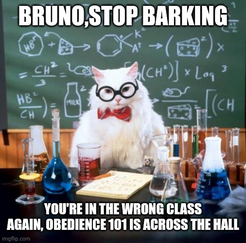 Chemistry Cat |  BRUNO,STOP BARKING; YOU'RE IN THE WRONG CLASS AGAIN, OBEDIENCE 101 IS ACROSS THE HALL | image tagged in memes,chemistry cat | made w/ Imgflip meme maker