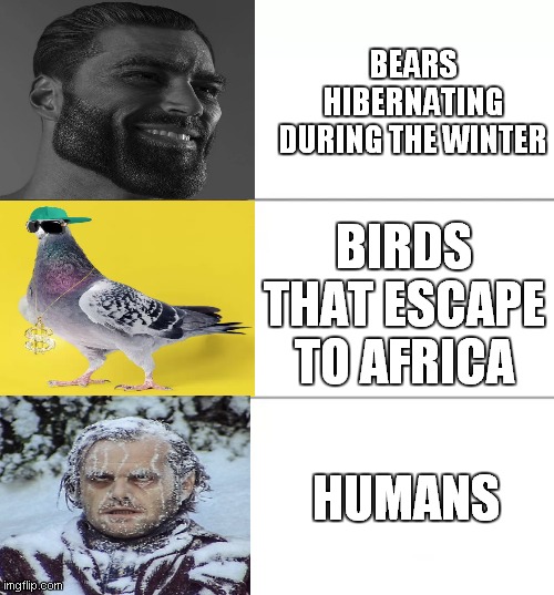 funny winter | BEARS HIBERNATING DURING THE WINTER; BIRDS THAT ESCAPE TO AFRICA; HUMANS | image tagged in fancy pooh | made w/ Imgflip meme maker