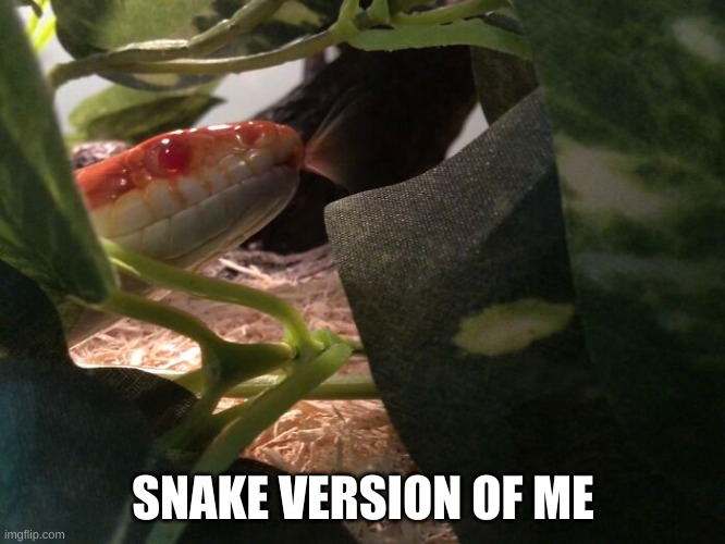 snek version of me | SNAKE VERSION OF ME | image tagged in snek | made w/ Imgflip meme maker