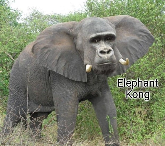 Elephant Kong | Elephant Kong | image tagged in elephant,kong,comment section,comments,comment,memes | made w/ Imgflip meme maker