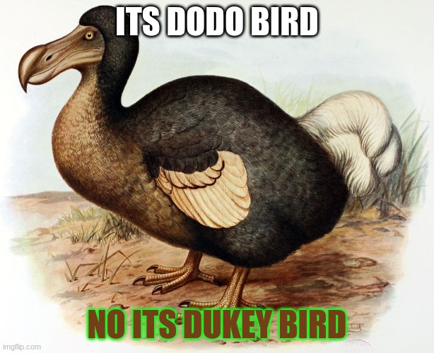 `dukey | ITS DODO BIRD; NO ITS DUKEY BIRD | image tagged in dodo bird | made w/ Imgflip meme maker
