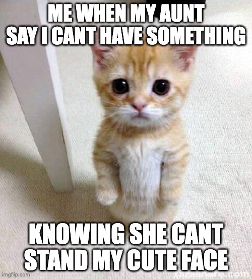 Cute Cat | ME WHEN MY AUNT SAY I CANT HAVE SOMETHING; KNOWING SHE CANT STAND MY CUTE FACE | image tagged in memes,cute cat | made w/ Imgflip meme maker
