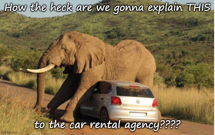 Hard to explain | How the heck are we gonna explain THIS; to the car rental agency???? | image tagged in funny animals | made w/ Imgflip meme maker