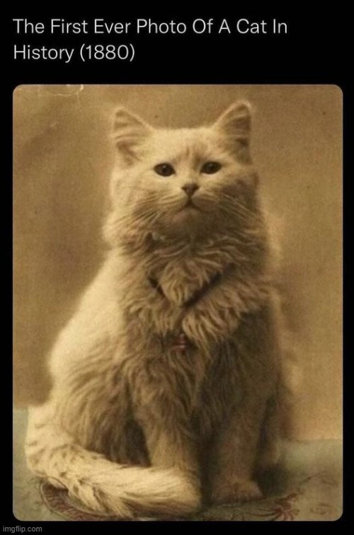 cat | image tagged in first,ever,1880 | made w/ Imgflip meme maker