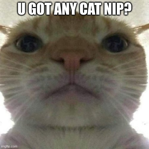 cat stare | U GOT ANY CAT NIP? | image tagged in cat stare | made w/ Imgflip meme maker