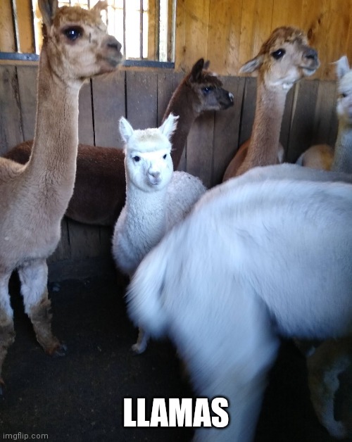 And Yes I Know Those Are Alpaca Imgflip And Yes I Know Those Are Alpaca Imgflip