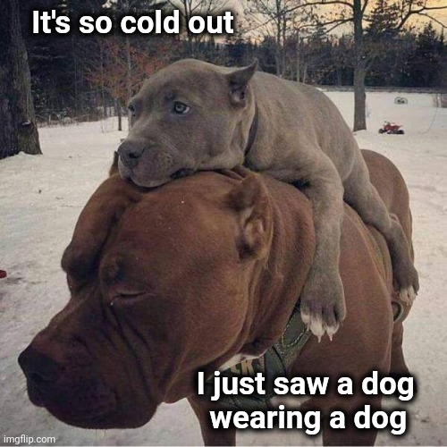 How cold is it ? | It's so cold out; I just saw a dog   
wearing a dog | image tagged in cold weather,funny dogs,we ride at dawn bitches | made w/ Imgflip meme maker