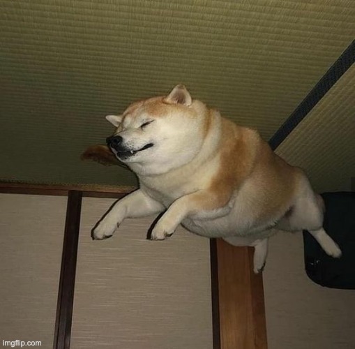 the real levitating dog | image tagged in wow,yes,dogs | made w/ Imgflip meme maker