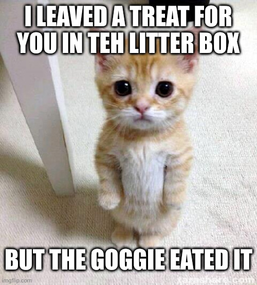 No wonder he's sporting that shit-eating grin | I LEAVED A TREAT FOR
YOU IN TEH LITTER BOX; BUT THE GOGGIE EATED IT | image tagged in memes,cute cat | made w/ Imgflip meme maker