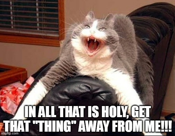 What is the cat looking at??? Oh right. You | IN ALL THAT IS HOLY, GET THAT "THING" AWAY FROM ME!!! | image tagged in mad cat yeet,cats,funny cats,shock | made w/ Imgflip meme maker