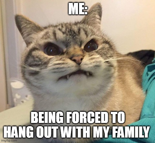 Me Just Being Anisocial | ME:; BEING FORCED TO HANG OUT WITH MY FAMILY | image tagged in mad cat,angry,cats | made w/ Imgflip meme maker