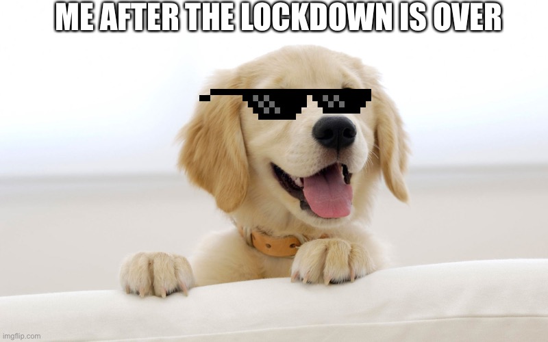Cute dog idiot | ME AFTER THE LOCKDOWN IS OVER | image tagged in cute dog idiot | made w/ Imgflip meme maker