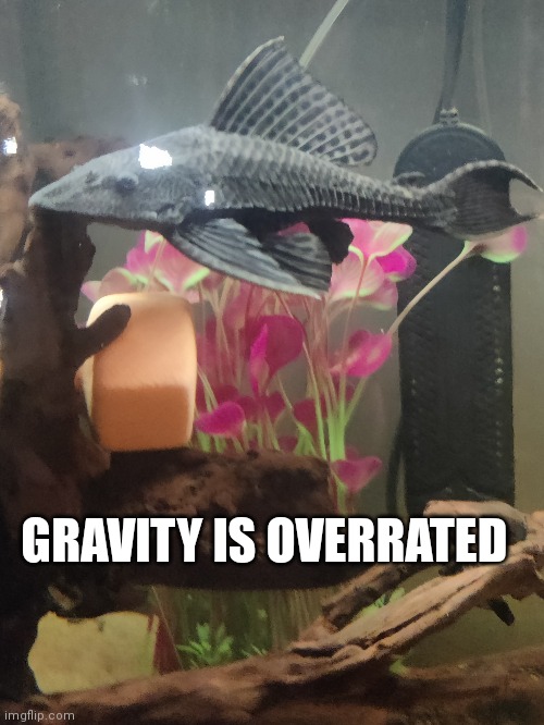 GRAVITY IS OVERRATED | made w/ Imgflip meme maker